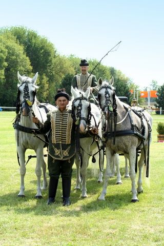 2008_aug_20_babolna_fogathajto.jpg