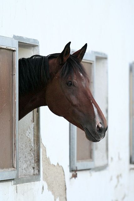 patschka_reitstall_aspersdorf_2008..jpg