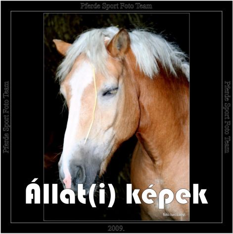allat_portre.jpg