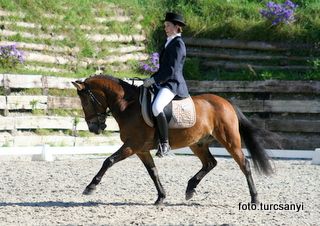 gnadenwald-02-pony_dressur-kl_a.jpg