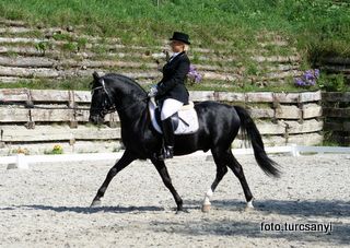 gnadenwald_13_pony_dressur_kl_l.jpg