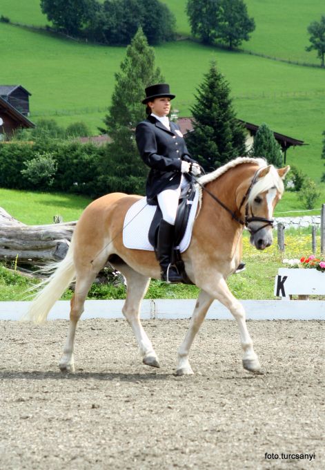 piesendorf-waidach_dressur_2_banner.jpg