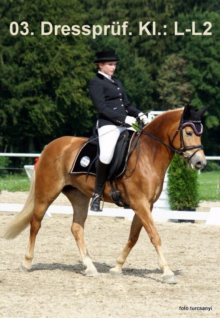 seekirchen_03_dressprufung_l-l2.jpg
