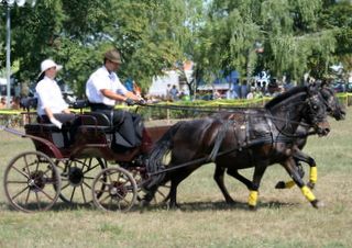 tamasi-ponifogat-20.jpg