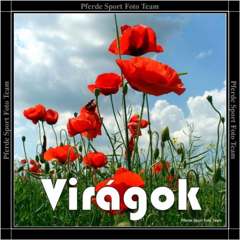 viragok.jpg